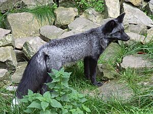 Silberfuchs 08
