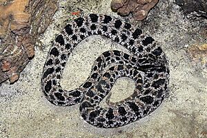 Sistrurus miliaris barbouri 2