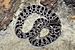 Dusky pigmy rattlesnake