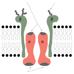 Sodium Pump
