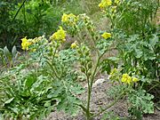 Solanum rostratum (Buffalo bur)
