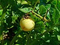 Solanum tuberosum 004