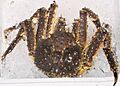 Spider crab