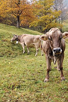 Swiss cows Valle Maggia