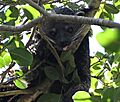 Taronga Zoo binturong 001