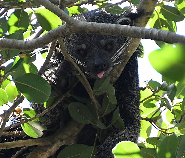 Taronga Zoo binturong 001