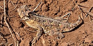 Texas horned lizard (Phrynosoma cornutum), Armstrong County, Texas, USA (28 April 2013)