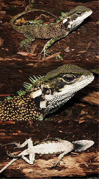 Three-new-species-of-woodlizards-(Hoplocercinae-Enyalioides)-from-northwestern-South-America-zookeys-494-107-g008