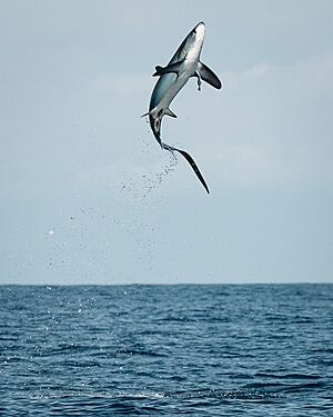 Thresher shark jumping