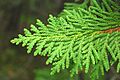 Thuja occidentalis foliage Wisconsin