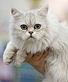 Tiffanie at cat show