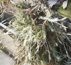 Tillandsia tricholepis - Prague Mun - Copy.jpg