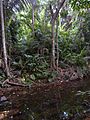 Tioman Rainforest