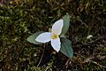 Trillium nivale Ohio