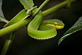 Trimeresurus-albolabris-white-lipped-pit-viper-juvenile-female-kaeng-krachan-national-park