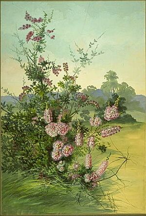Verticordia pennigera (Rowan)