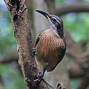 Victoria's riflebird Facts for Kids