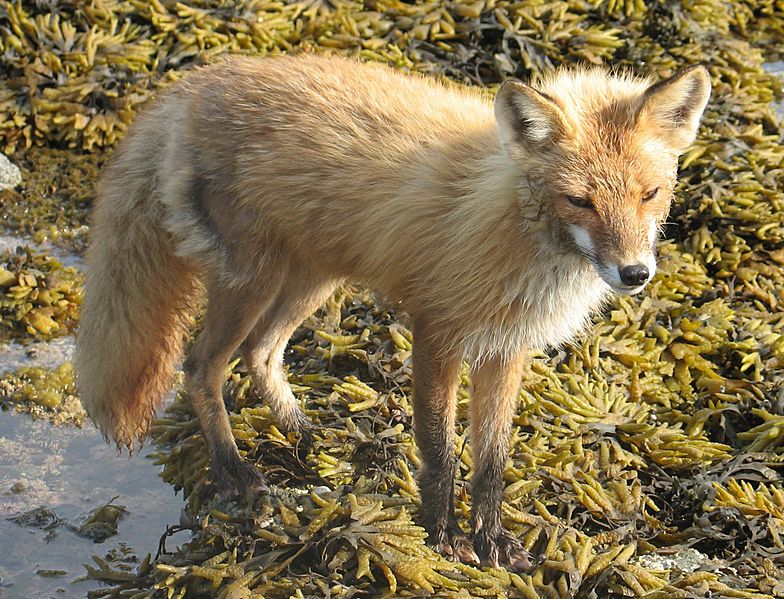 Vulpes vulpes alacensis