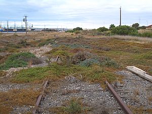Wallaroo-overgrown-rail-tracks-0835