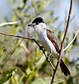 Xenopsaris albinucha - White naped xenopsaris (adult)