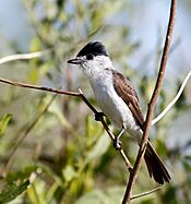 Xenopsaris albinucha - White naped xenopsaris (adult).jpg
