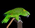 YellownapedAmazon