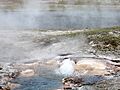 Young Hopeful Geyser detail
