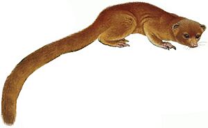 ZooKeys - Bassaricyon neblina (white background)