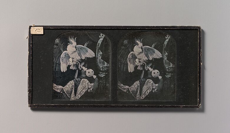 -Stereograph Still-life with Cockatoo, Ornamental Ball, Lace, Peacock Feathers- MET DP700248