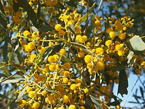 1 Acacia hemignosta flowers.jpg