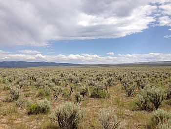 2013-07-07 15 41 55 Great Basin Sagebrush steppe along Three Creek Road, in Owyhee County, southwestern Idaho