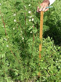 A tall Desmanthus bicornutus at Hughenden in western Queensland