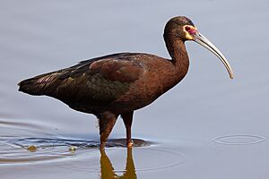 Adult white-faced ibis (Plegadis chihi)-4026.jpg