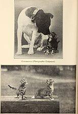 Alexander and some other cats (1929) (17763333459)