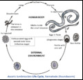 Ascaris lumbricoides life cycle