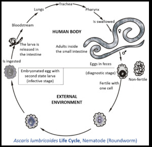 Ascaris lumbricoides life cycle