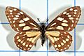 Baronia brevicornis no1 2
