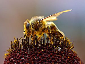 Bees Collecting Pollen 2004-08-14.jpg