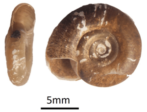 Biomphalaria sudanica.png