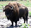 Bison Bull in Nebraska