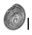 Bithynia leachii operculum