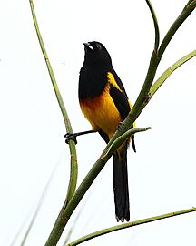 Black-cowled Oriole (male)