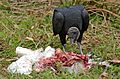 Black Vulture (Coragyps atratus) eating a dead Wood Stork (28624301103)