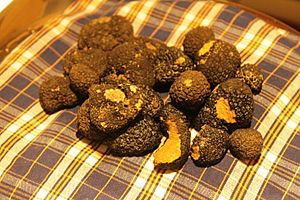 Black truffles, San Miniato