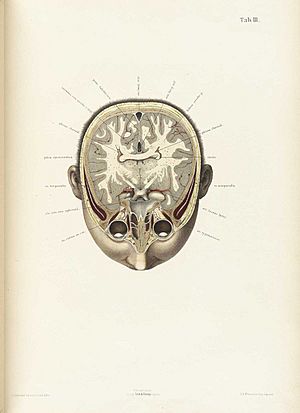 Braune Topiographisch-anatomischer Atlas 03