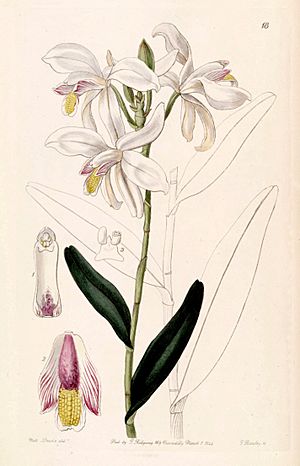 Bromheadia finlaysoniana (as Bromheadia palustris) - Edwards vol 30 (NS 7) pl 18 (1844).jpg