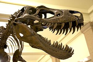 CMNH Nanotyrannus Mount