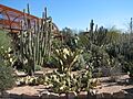 Cacti, Desert Botanical Garden