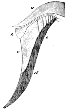 Cambridge Natural History Mammalia Fig 189