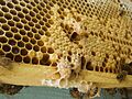 Capped emergency supercedure queen cells of the honey bee